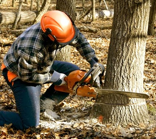 Tree Removal in Nobleboro, ME